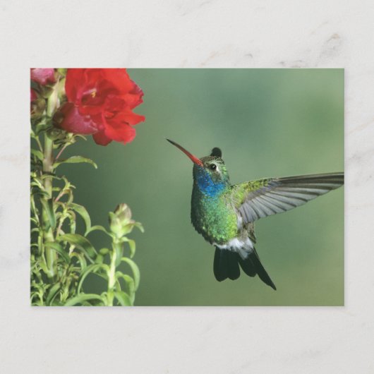 Breedbekkolibrie mannetje briefkaart (Voorkant)