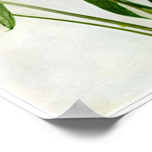 Breeddoorlatende pijlpunten poster (Hoek)