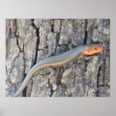Breedkopskink Poster (Voorkant)
