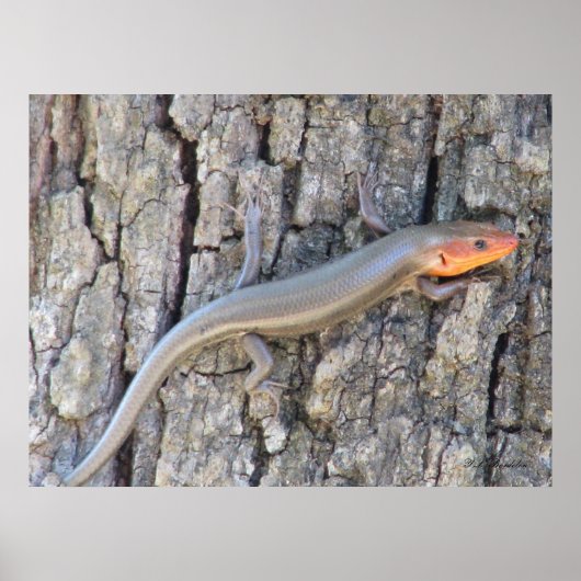 Breedkopskink Poster (Voorkant)