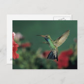 Breedkopvogel, Cynanthus Briefkaart (Voorkant / Achterkant)