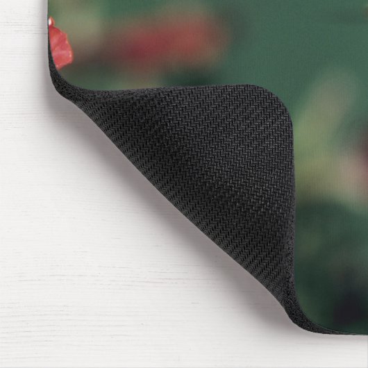 Breedkopvogel, Cynanthus Muismat (Hoek)