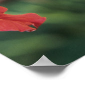 Breedkopvogel, Cynanthus Poster (Hoek)