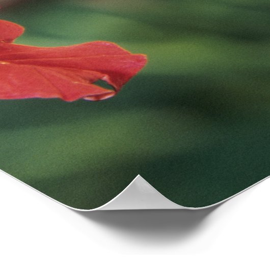 Breedkopvogel, Cynanthus Poster (Hoek)