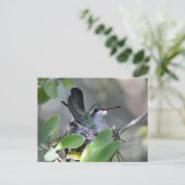 Breedkopvogel Nesting Briefkaart (Staand voorkant)