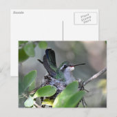 Breedkopvogel Nesting Briefkaart (Voorkant / Achterkant)