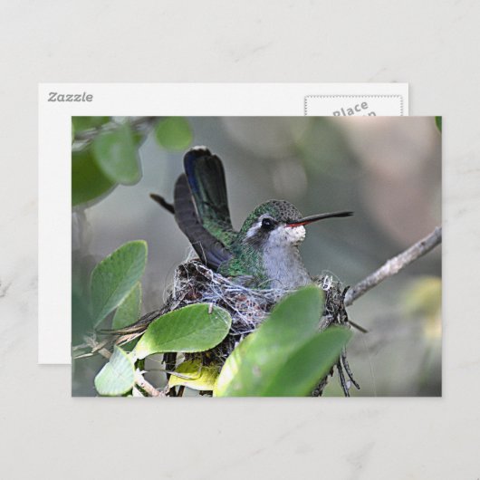 Breedkopvogel Nesting Briefkaart (Voorkant / Achterkant)