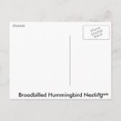Breedkopvogel Nesting Briefkaart (Achterkant)