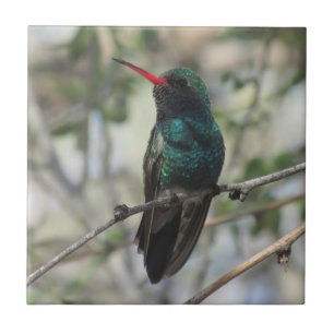 Breedkopvogel Tegeltje