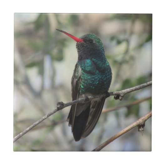 Breedkopvogel Tegeltje (Voorkant)