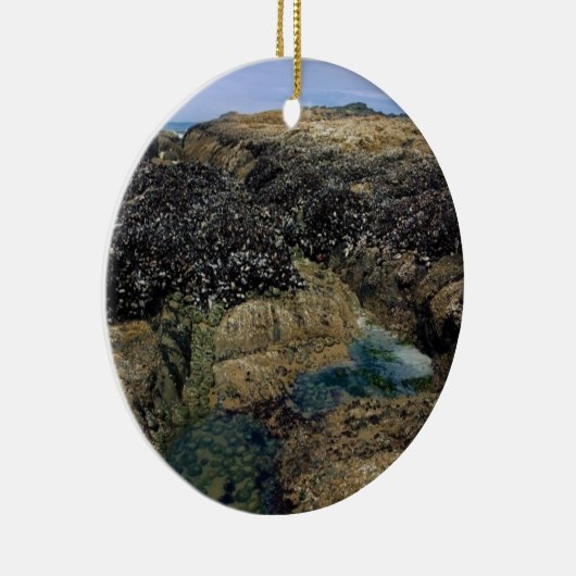 Breedpools bij Bob Creek, OF Keramisch Ornament (Rechts)