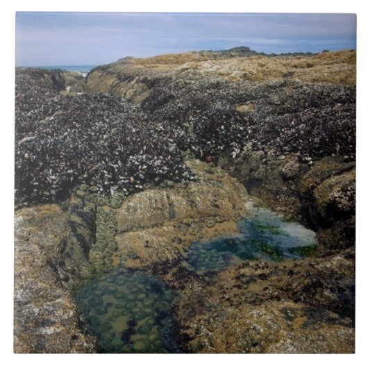 Breedpools bij Bob Creek, OF Tegeltje (Voorkant)