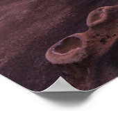 Breedpools in La Jolla, CA Poster (Hoek)