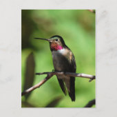 Breedstaartkolibrie Briefkaart (Voorkant)