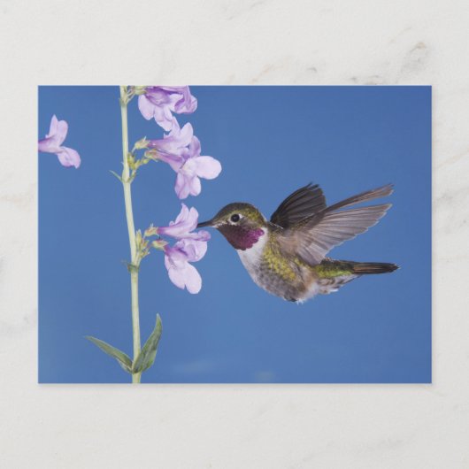 Breedstaartkolibrie, Selasphorus Briefkaart (Voorkant)
