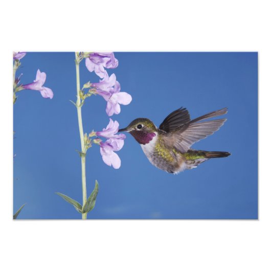 Breedstaartkolibrie, Selasphorus Foto Afdruk (Voorkant)