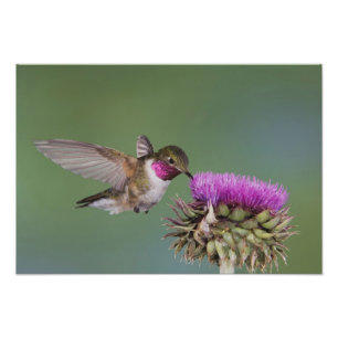 Breedstaartkolibrie, Selasphorus Foto Afdruk