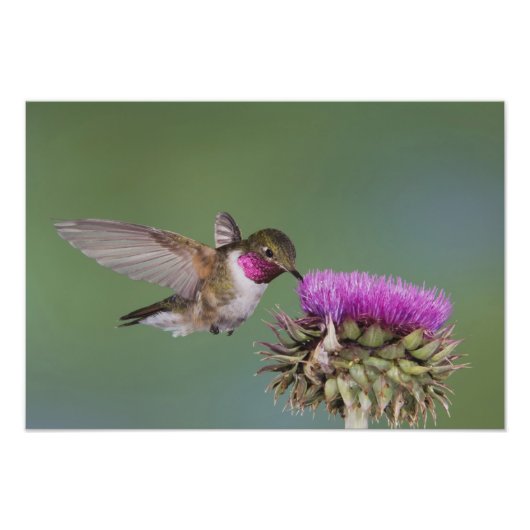 Breedstaartkolibrie, Selasphorus Foto Afdruk (Voorkant)