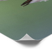 Breedstaartkolibrie, Selasphorus Poster (Hoek)