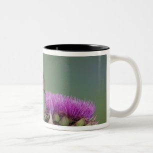 Breedstaartkolibrie, Selasphorus Tweekleurige Koffiemok