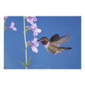 Breedstaartvogel, Selasphorus Foto Afdruk (Voorkant)