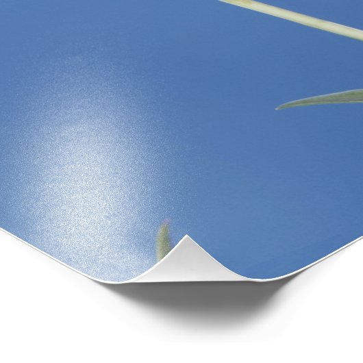 Breedstaartvogel, Selasphorus Foto Afdruk (Hoek)