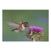 Breedstaartvogel, Selasphorus Foto Afdruk (Voorkant)