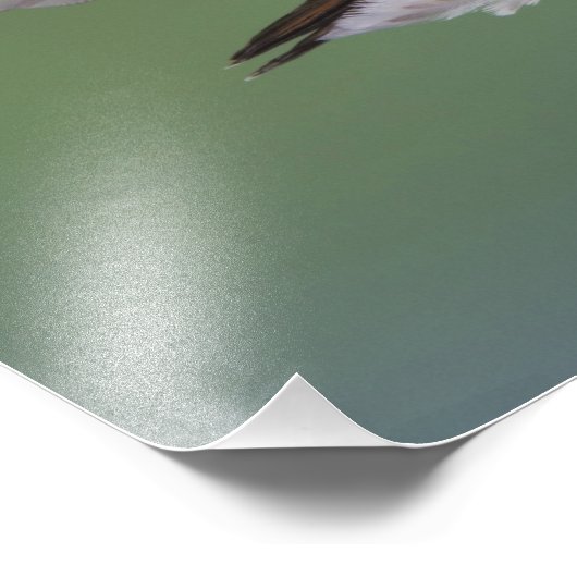 Breedstaartvogel, Selasphorus Foto Afdruk (Hoek)