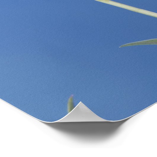 Breedstaartvogel, Selasphorus Poster (Hoek)