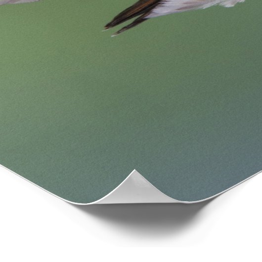 Breedstaartvogel, Selasphorus Poster (Hoek)