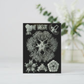 Breedsterren Briefkaart (Staand voorkant)