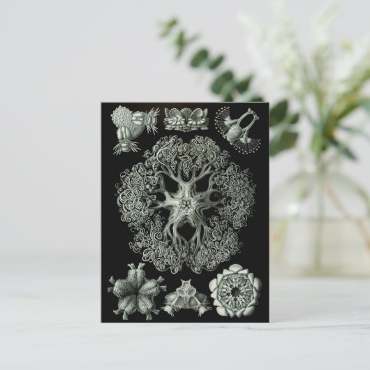 Breedsterren Briefkaart (Staand voorkant)