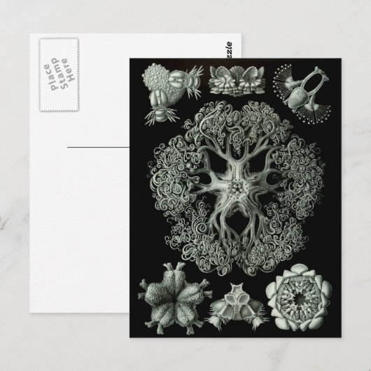 Breedsterren Briefkaart (Voorkant / Achterkant)