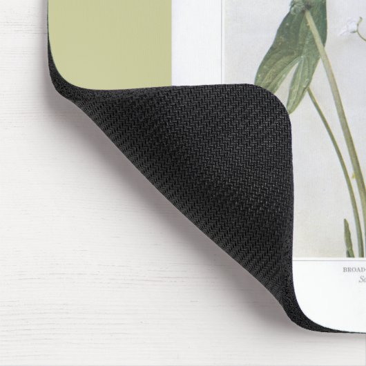 Breedtegraad - Sagittaria latifolia Muismat (Hoek)