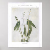 Breedtegraad - Sagittaria latifolia Poster (Voorkant)