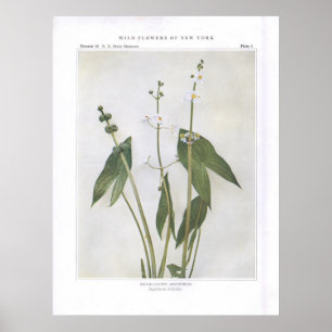 Breedtegraad - Sagittaria latifolia Poster
