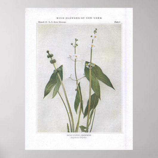 Breedtegraad - Sagittaria latifolia Poster (Voorkant)