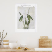 Breedtegraad - Sagittaria latifolia Poster (Keuken)