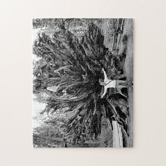 Breedtegraad van de Sequioaboom - 11x14 - 252 pcs. Legpuzzel (Verticaal)