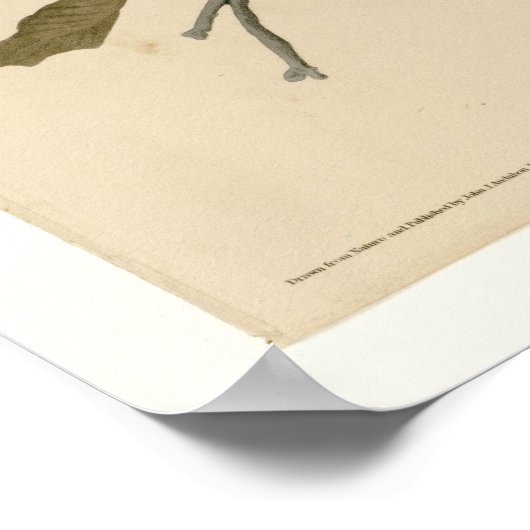 Breedvleugelige Hawk Poster (Hoek)