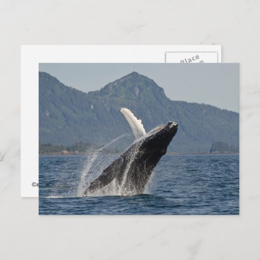 breekwalvis briefkaart (Voorkant / Achterkant)