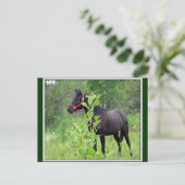 Breezy Briefkaart (Staand voorkant)