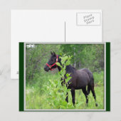 Breezy Briefkaart (Voorkant / Achterkant)