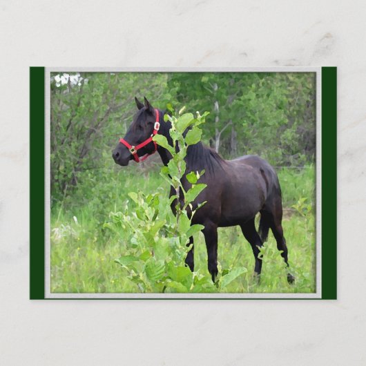 Breezy Briefkaart (Voorkant)