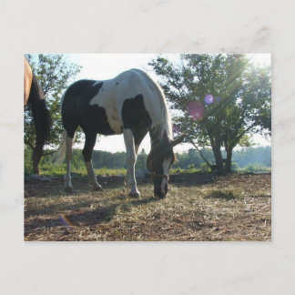 Breezy Sunbeams Briefkaart