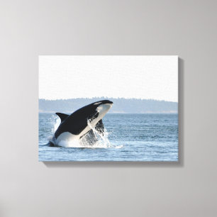 Breikend orca Canvas afdrukken