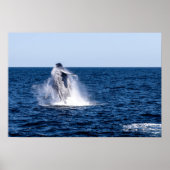 Breikende Humpback Whale Poster (Voorkant)