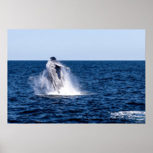 Breikende Humpback Whale Poster