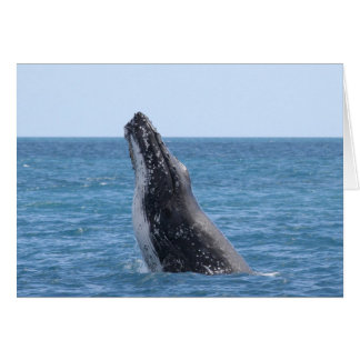 Breikende walvis