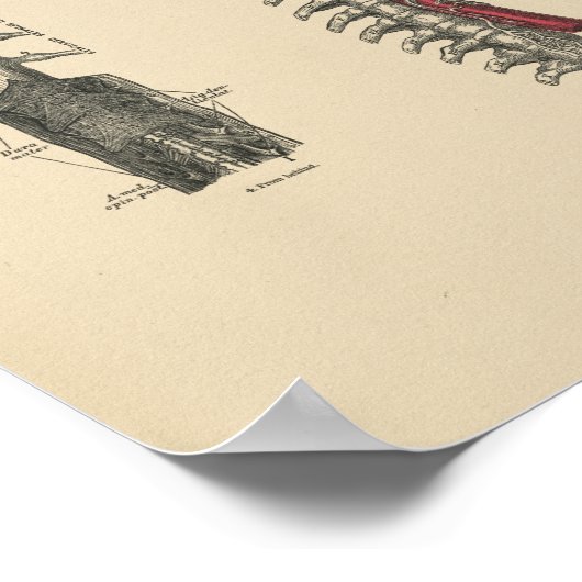  brein Spinale anatomie 1880 Afdruk Poster (Hoek)